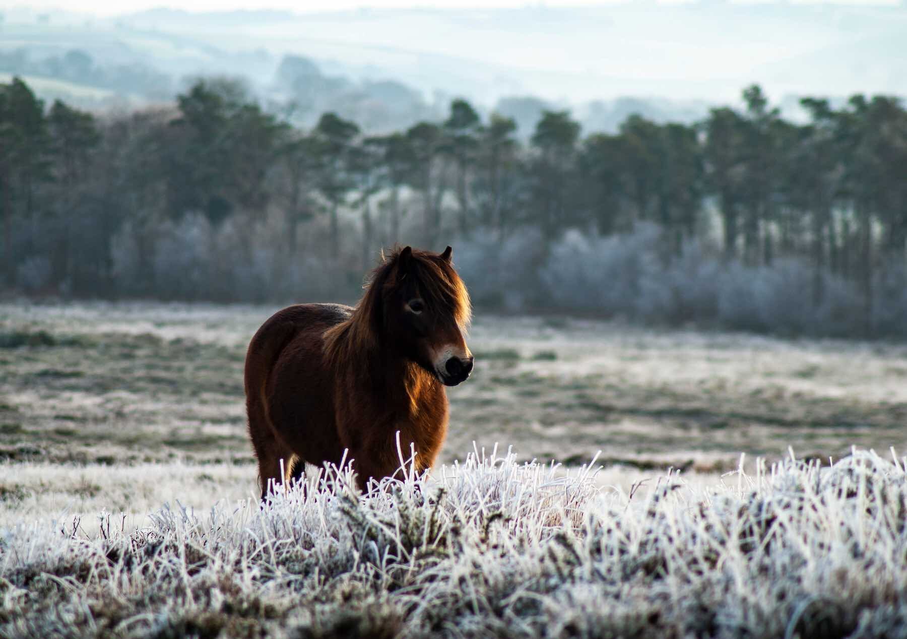 Ilsington Country House Hotel & Spa — Dartmoor ponies