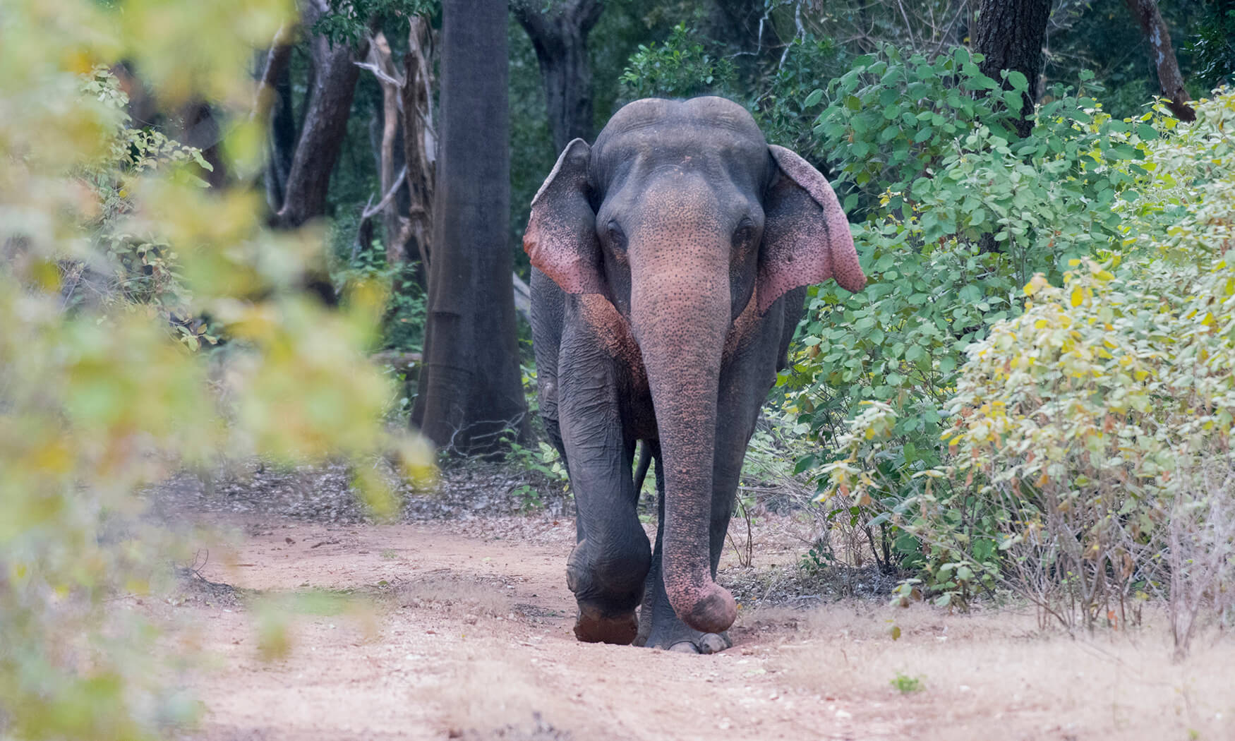 Polonnaruwa, Village Life & Live Music Safari